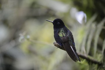 The hummingbird  sitting on the tree.
