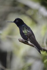The hummingbird  sitting on the tree.
