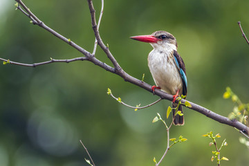 Brown-hooded Kingfisher in Kruger National park, South Africa