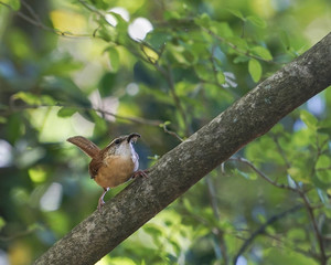 Carolina Wren bird gathering insect food for chicks