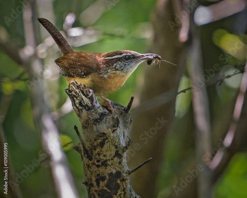 quot carolina wren bird gathering insect food for chicks quot carolina wren bird gathering insect food for chicks