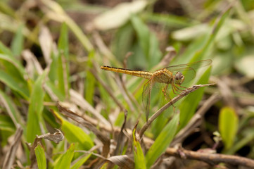 Variable Sentinel Dragonfly
