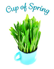 Wild leek in mug and inscription Cup of Spring