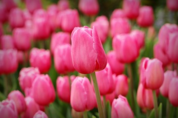 Fototapeta premium Flowers, tulips,fresh colorful tulips in warm sunlight