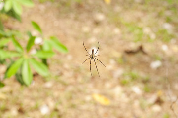 Golden Web Spider (Nephila)