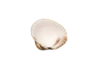 Close up scallop shell isolated over white background