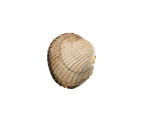 Close up scallop shell isolated over white background