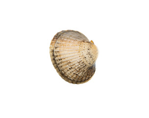Close up scallop shell isolated over white background