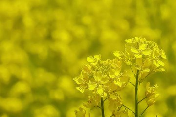 菜の花