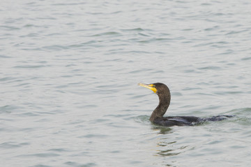 Double-crested Cormorant is a prehistoric-looking, matte-black fishing bird with yellow-orange facial skin Seen here in San Francisco Bay, Northern California