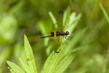 Yellow-barred Flutterer dragonfly