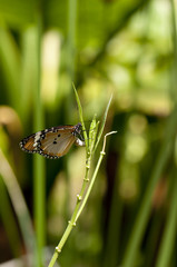 Plain tiger butterfly