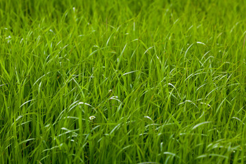 Background of a green grass. Green grass texture