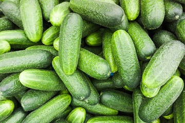 Fresh green cucumber.  Cucumber background