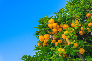 mandarin fruits on a tree.  Orange tree.  fresh orange on plant