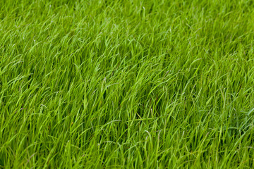 Background of a green grass. Green grass texture
