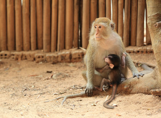 closeup of one female monkey with her child