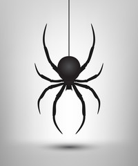 Black spider isolated. Vector spider. Black widow. Isolated spider. Icon shadow. Spider background.