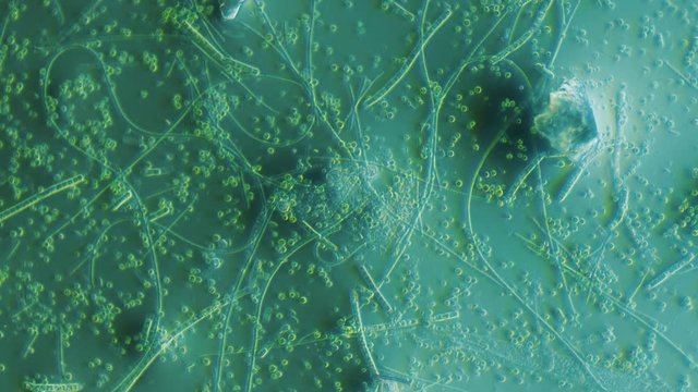 Pond Bacteria 800x Microscope View Time Lapse