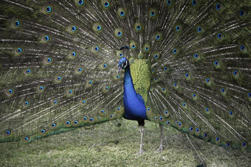 Obraz premium Peacock