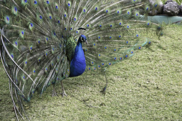 Peacock