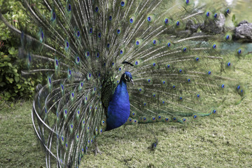 Obraz premium Peacock