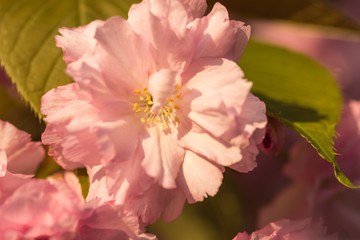 Цветок сакуры