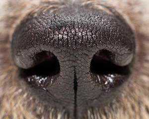 Dog Nose Extreme Closeup