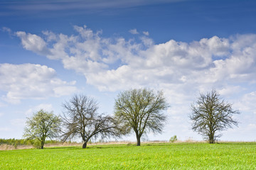 Fototapeta na wymiar Krajobraz z kilkoma drzewami i chmurami na błękitnym niebie. Wiejski krajobraz wczesną wiosną w pogodny dzień.
