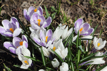 The first blossoming crocuses in the spring in a garden