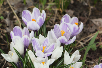 The first blossoming crocuses in the spring in a garden