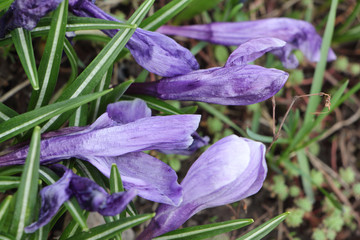 The first blossoming crocuses in the spring in a garden