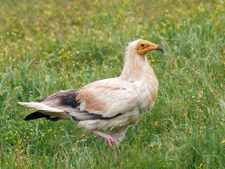 Egyptian vulture (Neophron percnopterus)