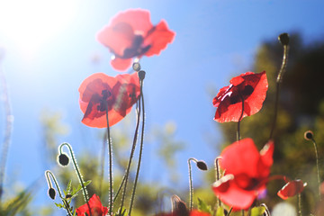 Obraz premium The beautiful poppy flower in nature