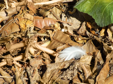 White feather on leaf kitter in garden with a green leaf near Br