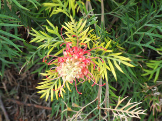 Fototapeta premium Red Grevillea in garden near Brisbane