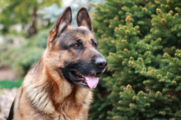 Немецкая овчарка.