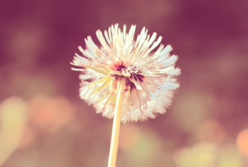 Dandelion
