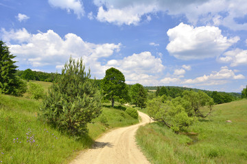 Fototapeta na wymiar polna droga wijąca się wśród pojedynczych drzew na polanie