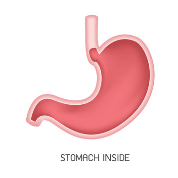 Human stomach, illustration isolated on white background