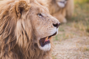 Fototapeta na wymiar Lion in the grass, South Africa 