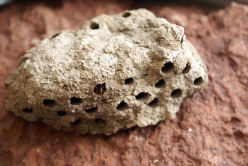 Mud Wasp Hive