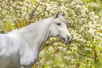 Obraz na płótnie Canvas Horse on background of spring blossom nature 