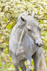 Horse on background of spring blossom nature 
