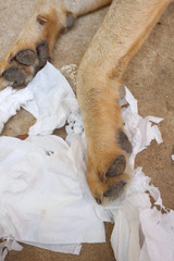 Dog playing tissue