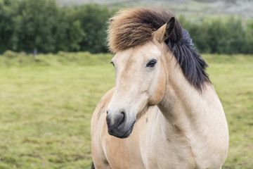 Obraz premium Close up portrait of the brown shaggy Icelandic horse on the summer meadow. Iceland.