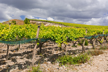 Fototapeta na wymiar Vineyard in Sicily