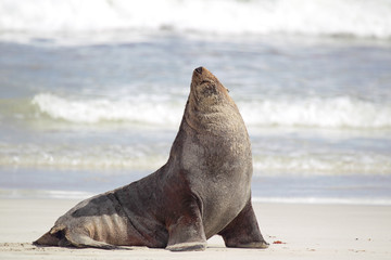 Fototapeta premium Australischer Seelöwe (Neophoca cinerea)