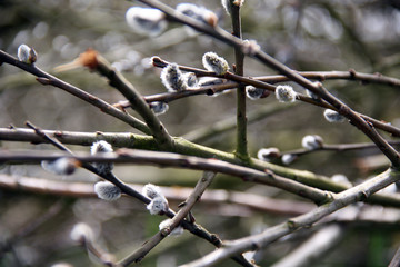 Weidenkätzchen