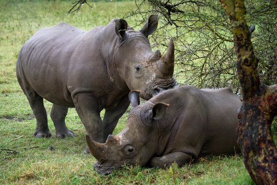 Two rhinoceros in the savanna. National Park. Africa. An excellent illustration.